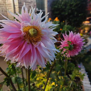 Meet your Posher, Khem